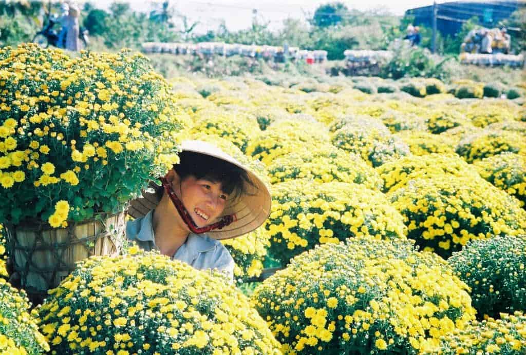 Làng hoa cảnh chợ Lách