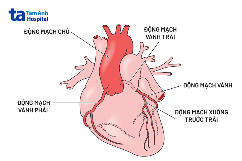 Cấu trúc động mạch vành gồm nhiều nhánh nhỏ