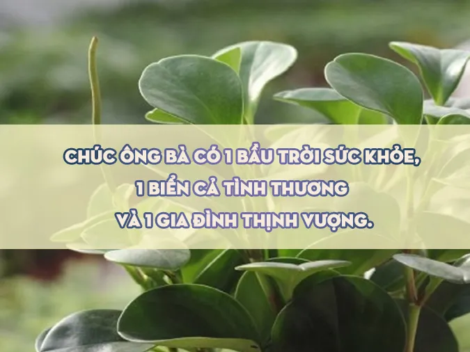 100+ lời chúc sức khỏe động viên tinh thần ấm áp nhất 3