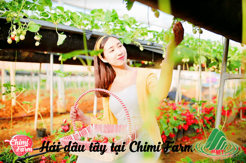 3 6 dâu tây Mộc Châu min