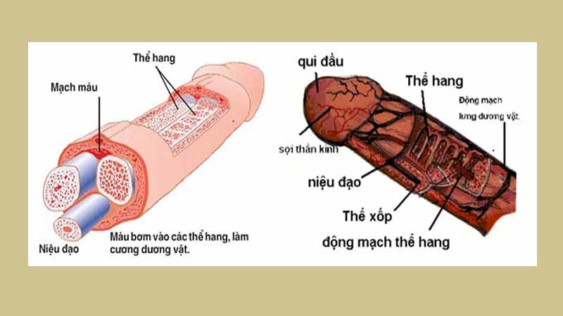 Cấu trúc dương vật