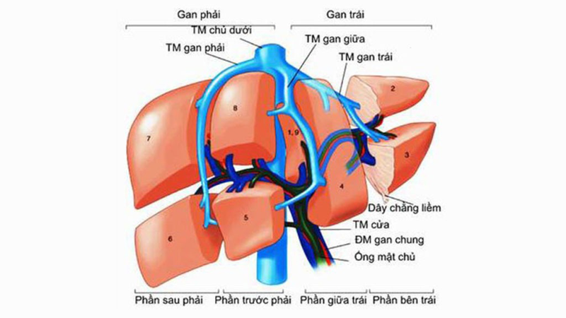 gan-nam-o-vi-tri-nao-trong-co-the-nguoi-2.jpg