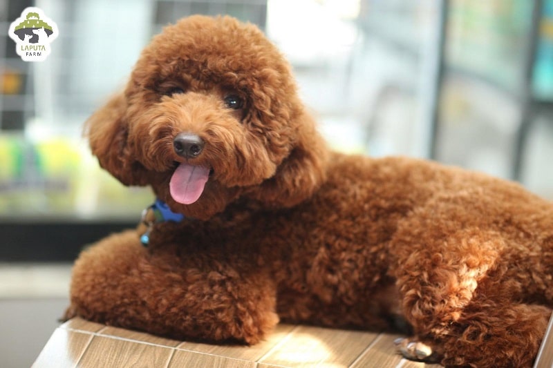 Đặc điểm tính cách của chó Poodle