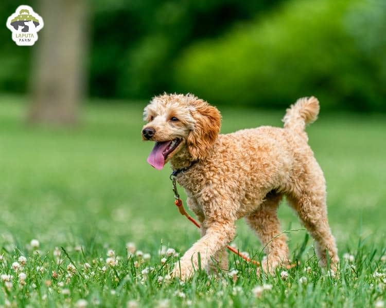 Môi trường sống Chó Poodle