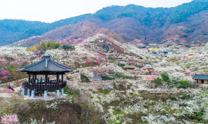 Làng Gwangyang Maehwa