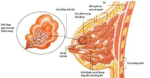 Khối u vú HER2 có khả năng phát triển và tái phát cao hơn các loại ung thư khác