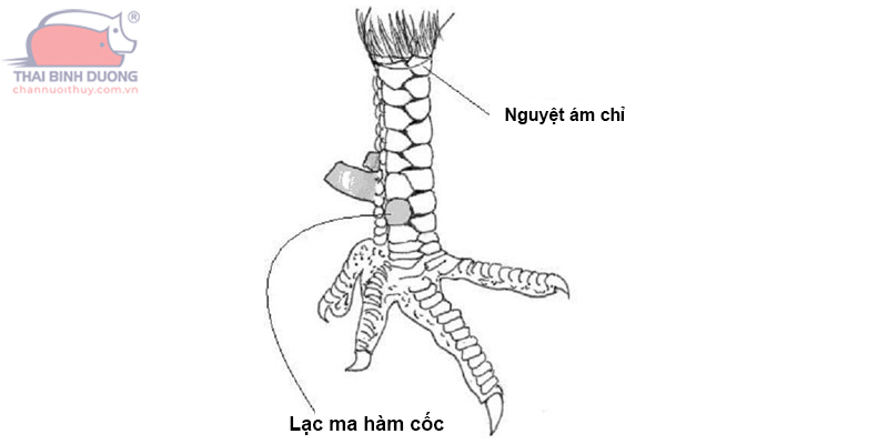 Vảy nguyệt ám chỉ là 1 loại vảy nhỏ quấn quanh gối