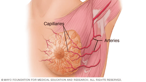 Hệ thống mạch máu vú