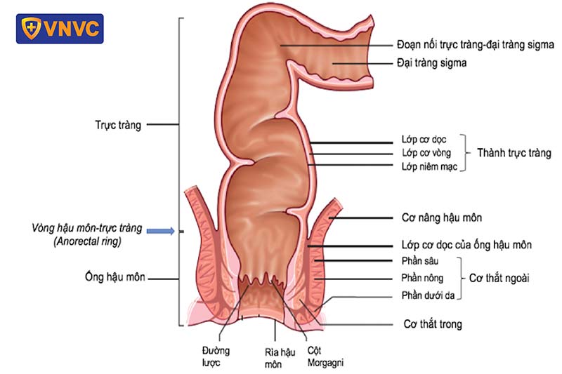 cấu tạo của hậu môn