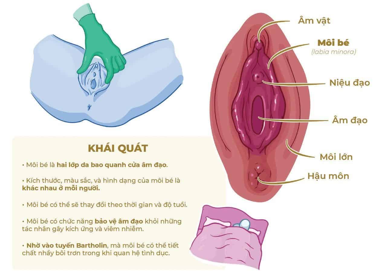 [Hình ảnh giải phẫu 3D] - Cấu tạo Âm vật trong bộ phận sinh dục nữ