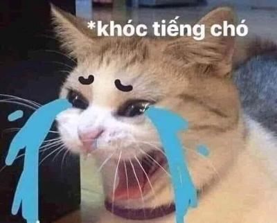 Ảnh mèo meme đáng yêu đốn tim người xem.