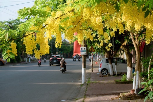 Hoa Muồng Hoàng Yến - Quốc Hoa Thái Lan