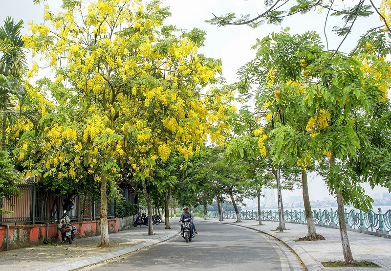 Hoa Muồng Hoàng Yến - Quốc Hoa Thái Lan