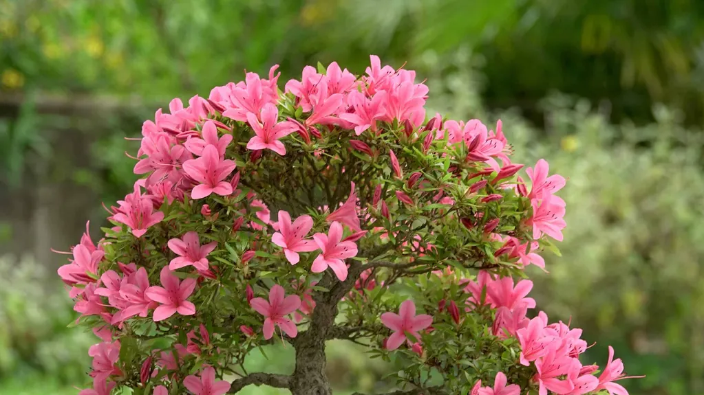 Cây hoa đỗ quyên tạo dáng bonsai trang trí ngoài sân vườn