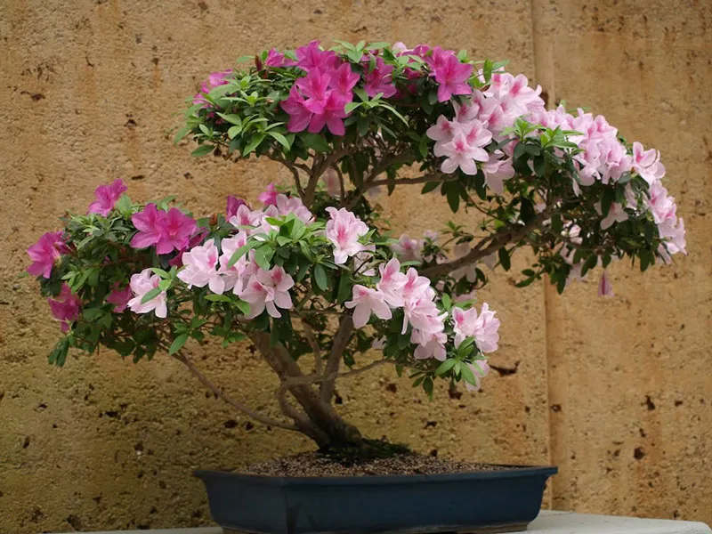 Hoa đỗ quyên được trồng theo kiểu cây bonsai trang trí trong nhà