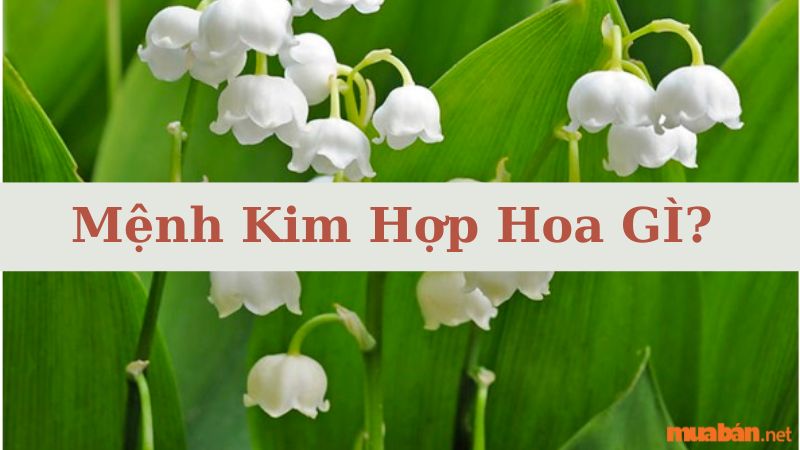 Mệnh kim hợp hoa gì