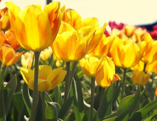 Ý nghĩa của hoa tulip theo màu sắc