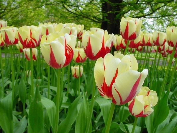 Ý nghĩa của hoa tulip theo màu sắc