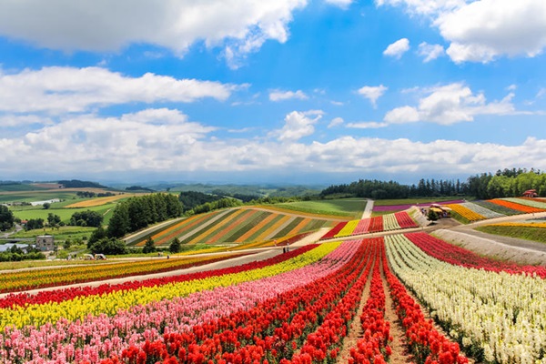 Mùa hè tại Hokkaido nổi bật với nhiều hoạt động ngoài trời thú vị