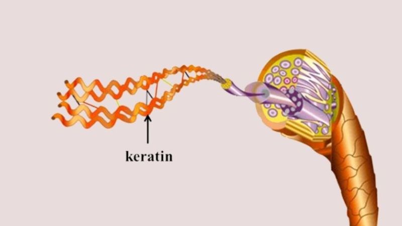 Keratin là một loại protein giúp hình thành tóc, móng và lớp ngoài của da