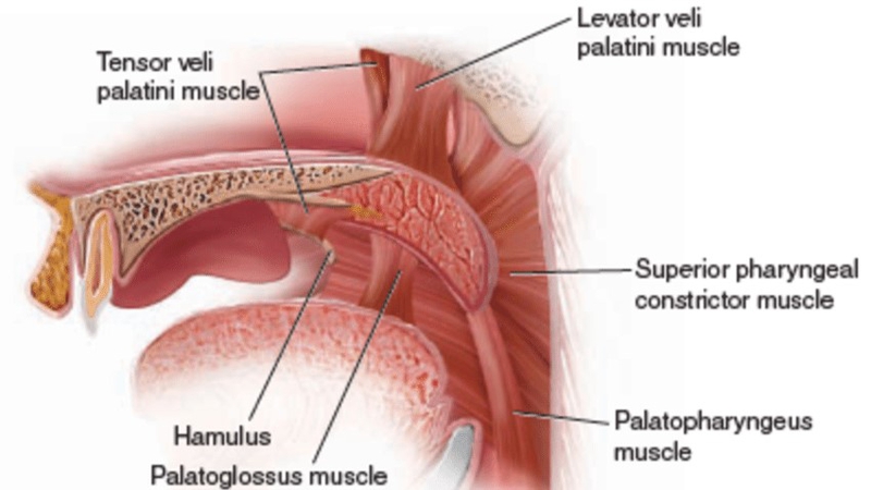 Soft palate là gì? Cấu tạo và chức năng của soft palate 2