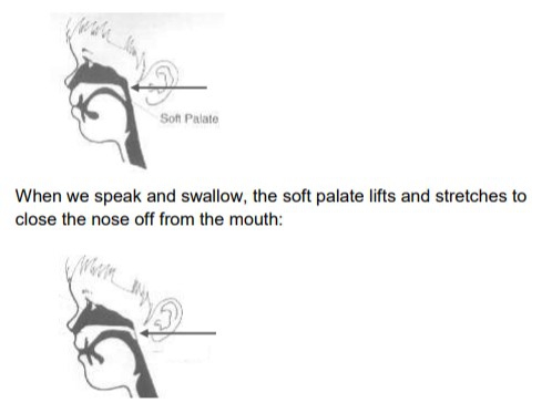 Soft palate là gì? Cấu tạo và chức năng của soft palate 3