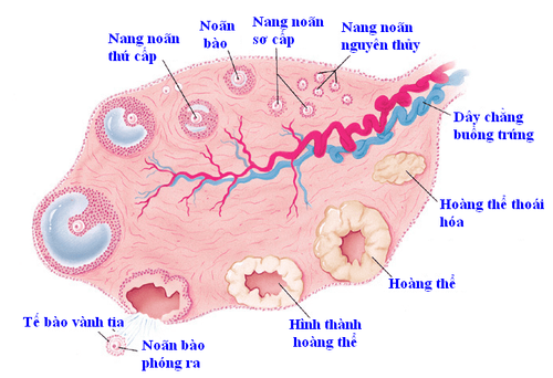 Siêu âm nang noãn nhằm theo dõi sự phát triển của nang noãn