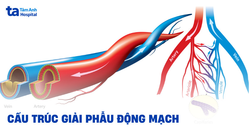 Động mạch là gì?