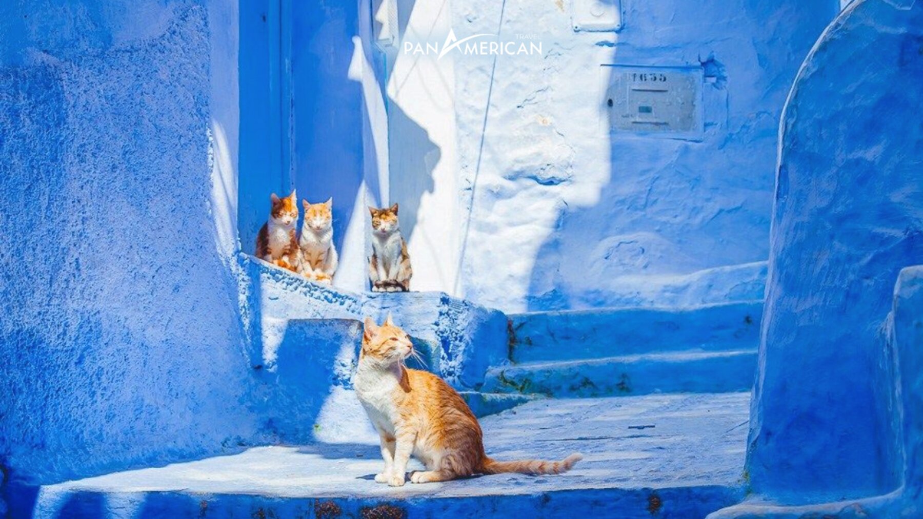 Chefchaouen còn được coi là “Ngôi làng của những chú mèo”