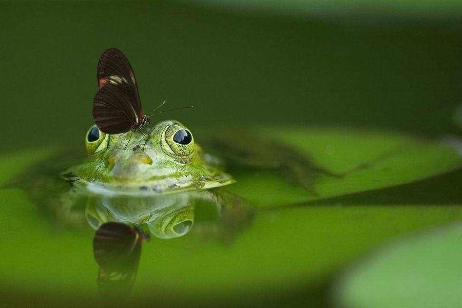 Hình nền màu xanh lá cây tự nhiên