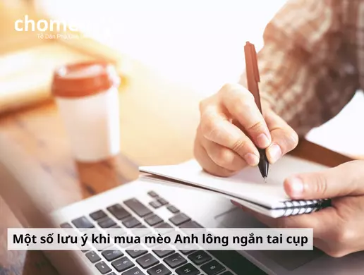 mèo lông ngắn tai cụp, anh lông ngắn tai cụp, mua mèo aln tai cụp, bán mèo tai cụp tphcm, giá mèo anh tai cụp, mèo anh lông ngắn tai cụp giá,