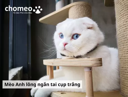 Mèo anh lông ngắn tai cụp trắng