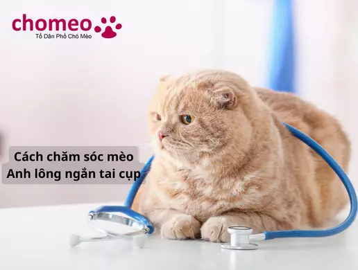 cách chăm sóc mèo Anh lông ngắn tai cụp