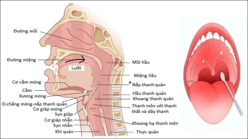 Kích thích hầu họng bằng tăm bông hoặc que gỗ