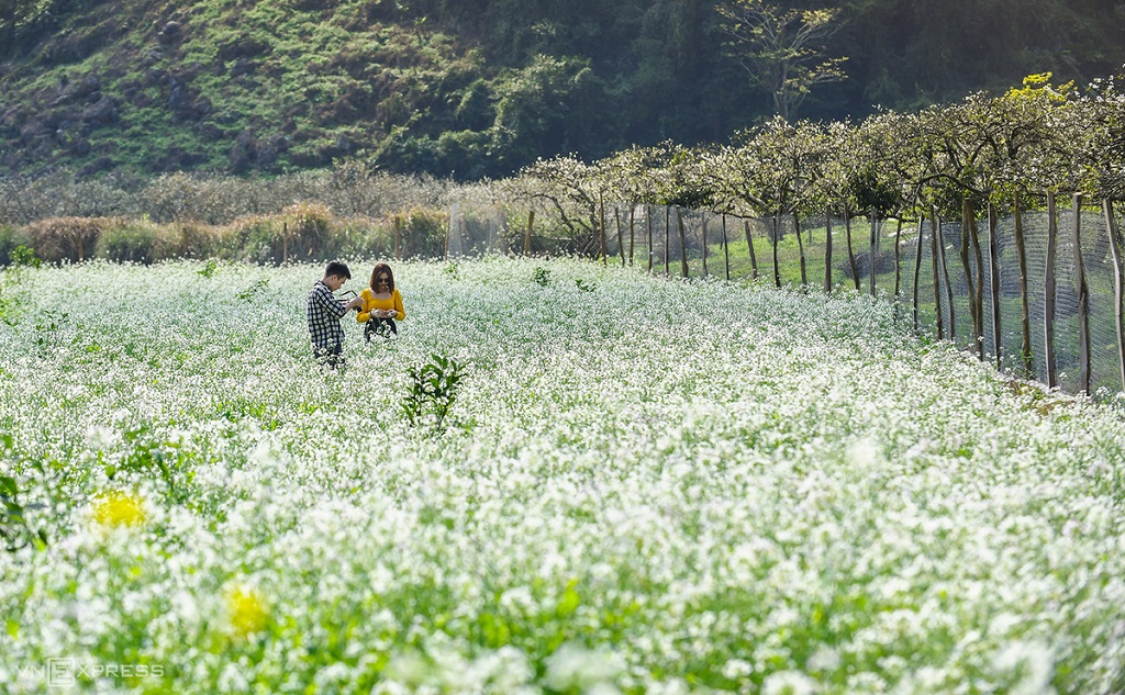 Mộc Châu có gì đẹp