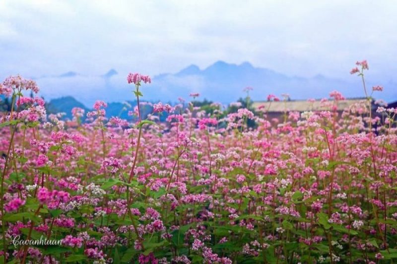 hoa tam giác mạch mộc châu