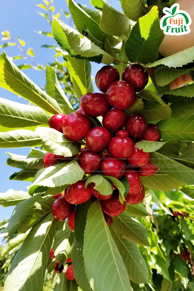 Mùa thu hoạch cherry Mỹ vào tháng mấy ? | Fuji Fruit | Hệ thống hoa quả sạch nhập khẩu Fuji