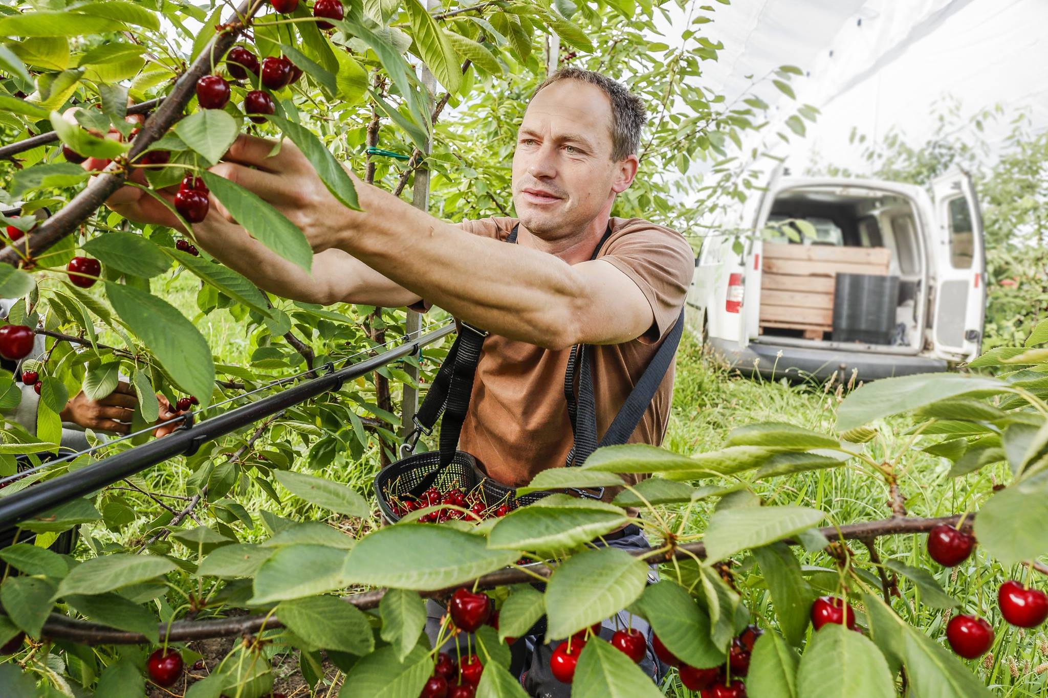 Mùa thu hoạch cherry Mỹ vào tháng mấy ? | Fuji Fruit | Hệ thống hoa quả sạch nhập khẩu Fuji