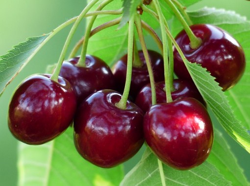 Mùa thu hoạch cherry Mỹ vào tháng mấy ? | Fuji Fruit | Hệ thống hoa quả sạch nhập khẩu Fuji