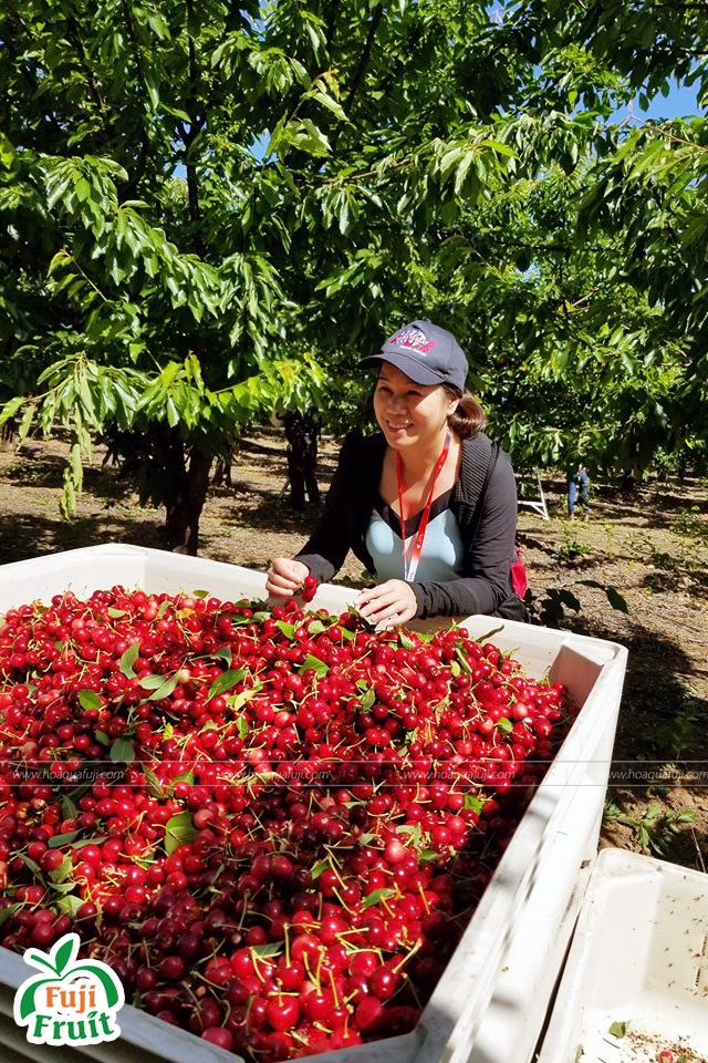 Mùa thu hoạch cherry Mỹ vào tháng mấy ? | Fuji Fruit | Hệ thống hoa quả sạch nhập khẩu Fuji