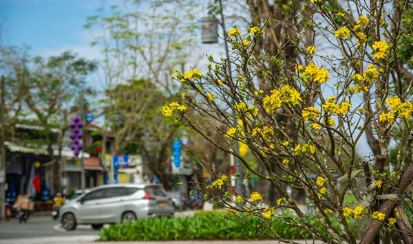 mai vàng ở huế