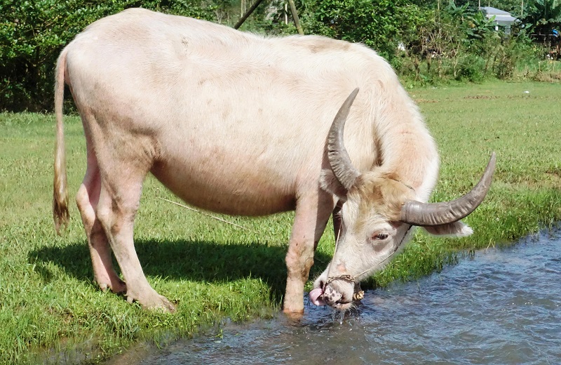 Mơ thấy con trâu màu trắng có nghĩa là gì?