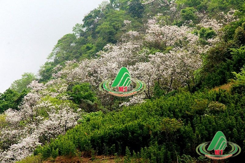 hoa ban moc chau nen di moc chau vao thang may