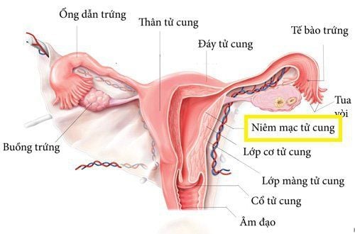 Niêm mạc tử cung có vai trò vô cùng quan trọng trong việc thụ thai