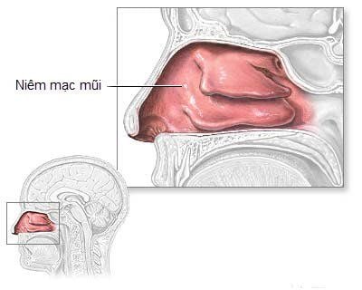 Hình ảnh niêm mạc mũi