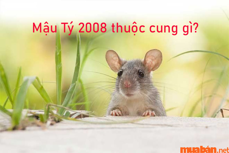 Biết được người sinh năm 2008 mệnh gì, cung gì có thể xem xét về tình duyên