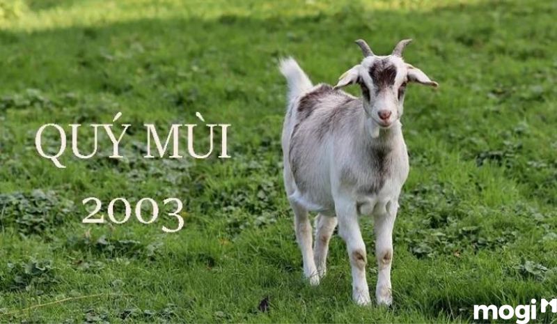 Với nam tuổi Quý Mùi 2003