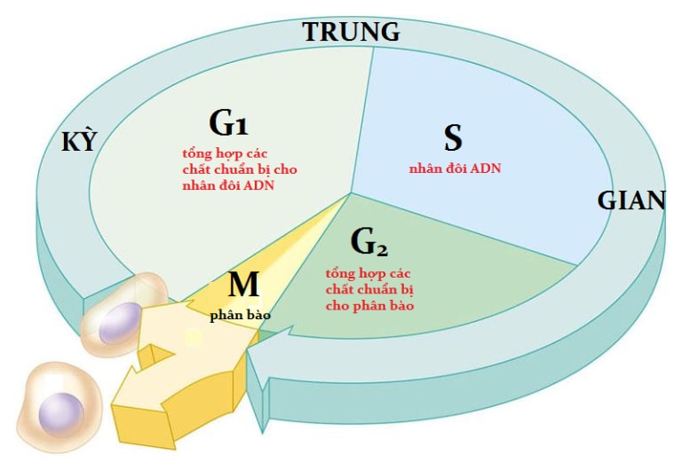 quá trình nhân đôi ADN