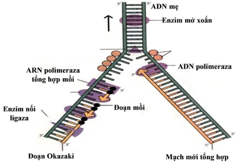 quá trình nhân đôi ADN