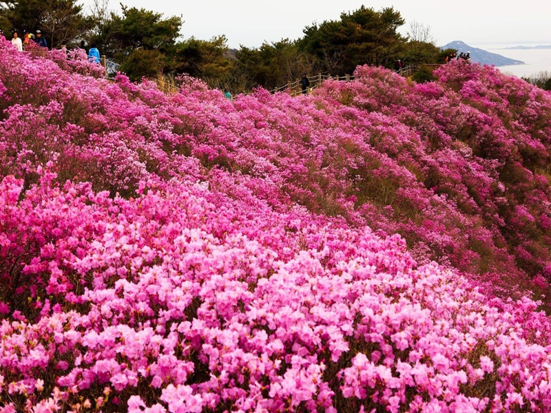 azalea-flowering-season